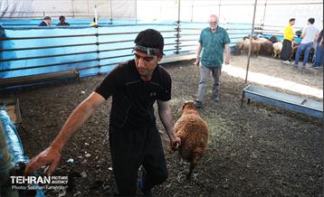 مرکز عرضه دام بهداشتی به مناسبت عید قربان 33