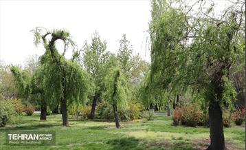 بوستان بانوان نرگس 21