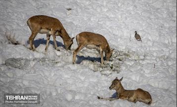 حیات وحش تهران  43
