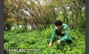 باغ گیاه‌شناسی ملی ایران 18