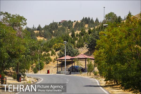 بوستان جنگلی یاس فاطمی 11