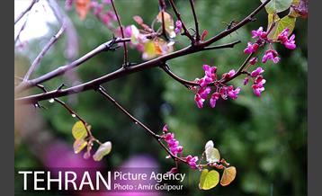 تهران بهاری 9