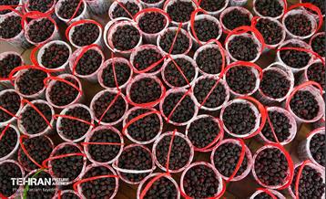 سومین جشنواره شاه توت