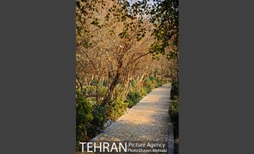 پاییز باغ ایرانی 21