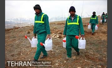 کاشت ۱۰۰ هزار اصله نهال در پارک جنگلی تلو 6