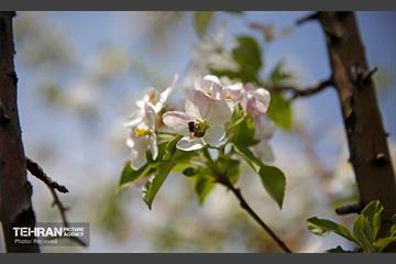 هوای بهاری منطقه 5 14