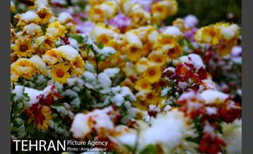 بارش پاییزی برف در ارتفاعات بوستان کوهستانی آبشار تهران‎ 32