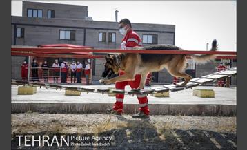 سگ های آنست 5