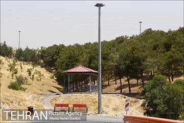 بوستان جنگلی یاس فاطمی 8