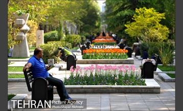 رویش گل های لاله در بوستان ملت 4