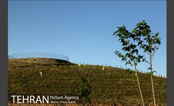 بازدید شهردار تهران از طرح‌های جنگل کاری شمال تهران  10