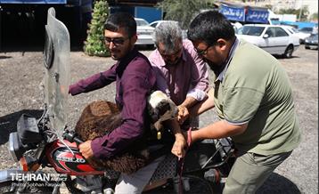 مرکز عرضه دام بهداشتی به مناسبت عید قربان 22