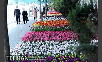 پیاده راه لاله مادران 28