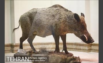 موزه طبیعت و حیات وحش دارآباد 16