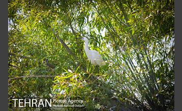 آزادسازی پرندگان و جمع آوری زباله در پارک جنگلی خجیر 29