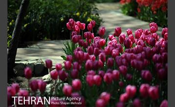 رویش گل های لاله در باغ ایرانی 28