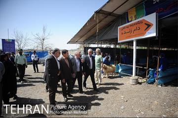 بازدید معاونین شهردار از جایگاه های عرضه دام زنده 26