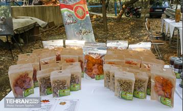 چهارمین جشنواره خرمالوی کن 6