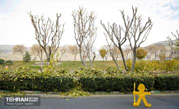 هرس درختان در منطقه 5