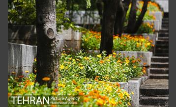 بوستان نیاوران 8