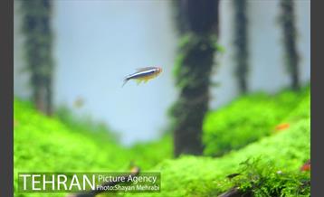 نمایشگاه بین المللی گل و گیاه 7