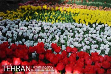پیاده راه لاله مادران 7