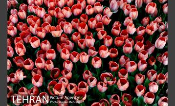 پیاده راه لاله مادران 34