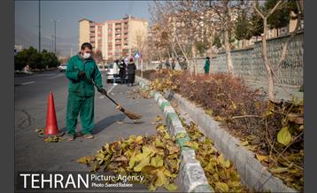 آغاز فصل هرس درختان- 2