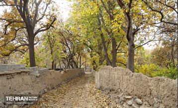 طبیعت پاییزی کوچه باغ‌های محله کن 16