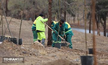 آغاز کاشت ۲۵ هزار اصله نهال غیرمثمر در بوستان چیتگر 2