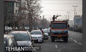 آغاز فصل هرس درختان 21