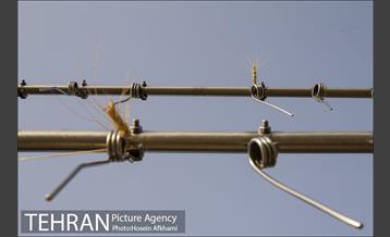 برداشت گندم در مزارع جنوب تهران‎ 12