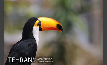 باغ پرندگان 13