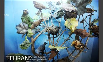 موزه حیات وحش هفت چنار 31