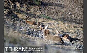 پارک پردیسان 10