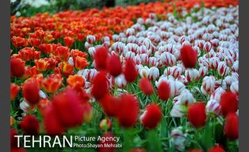 باغ ایرانی (بوستان مهندس مختاری) 43