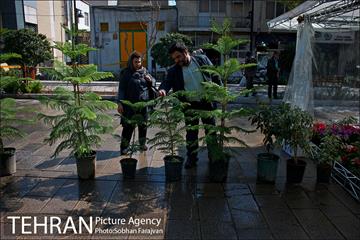 نمایشگاه گل و گیاه نوروزی در پیاده راه ۱۷ شهریور