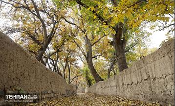 طبیعت پاییزی کوچه باغ‌های محله کن 15