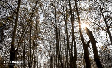 سمفونی رنگ های پاییزی - کاخ سعدآباد 32