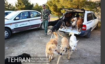 رهاسازی 150 قلاده سگ بدون صاحب  26