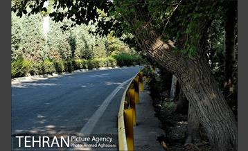 پارک جنگلی چیتگر 6