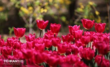 باغ ایرانی میزبان لاله‌ها 29