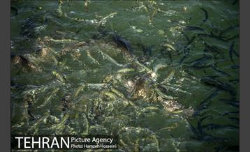 دریاچه شهدای خلیج فارس‎ 22