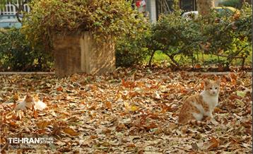 گذرگاه های پاییزی پایتخت - منطقه 13