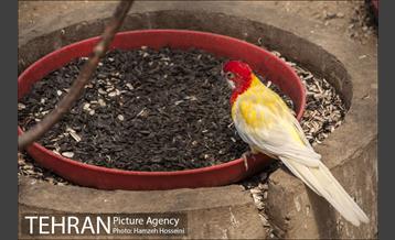 باغ پرندگان تهران 27