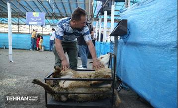 عرضه دام زنده بهداشتی ویژه روز عرفه و عید قربان 3