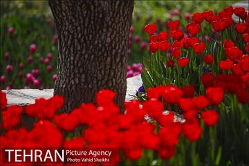 رویش گل های لاله در باغ ایرانی 12