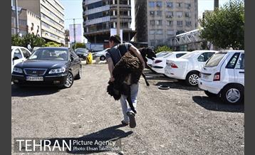 بازدید شهردار تهران از جایگاه های عرضه دام بهداشتی 19