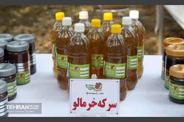 چهارمین جشنواره خرمالوی کن 8