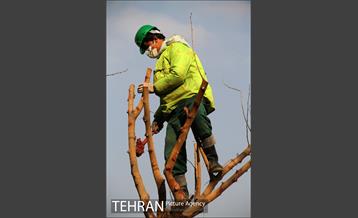عملیات هرس درختان درمعابر و بوستانهای مناطق تهران 6